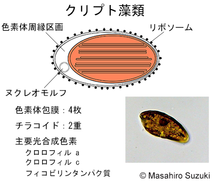 クリプト藻類の色素体