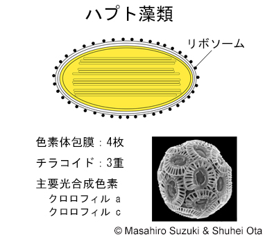 ハプト藻類の色素体
