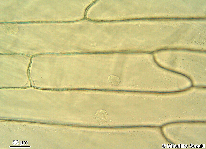 タマネギの表皮細胞