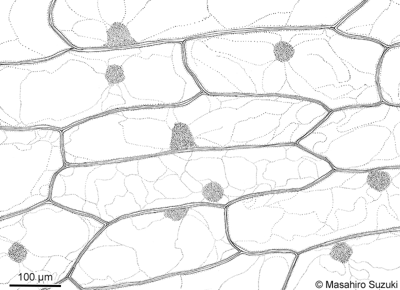タマネギの表皮細胞のスケッチ