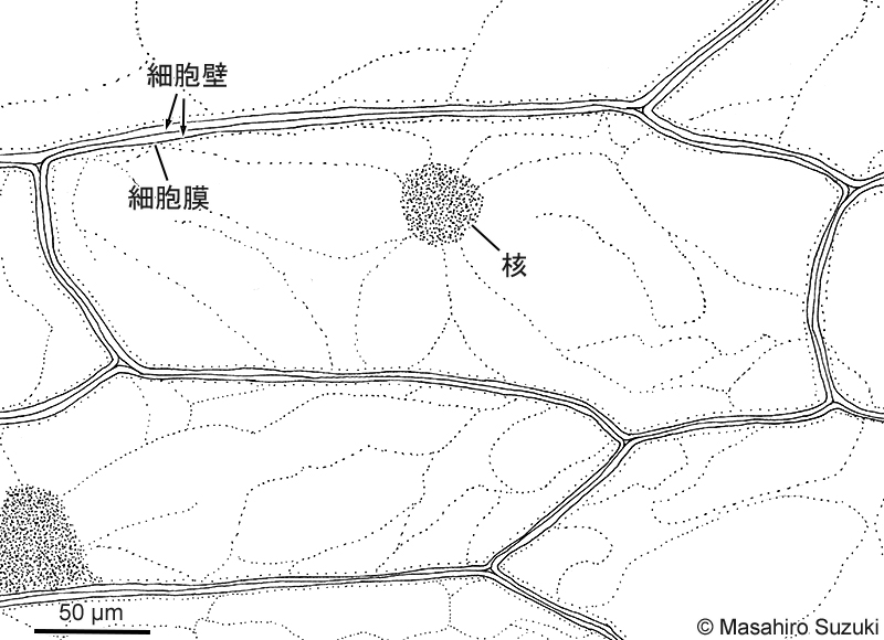 タマネギの表皮細胞のスケッチ