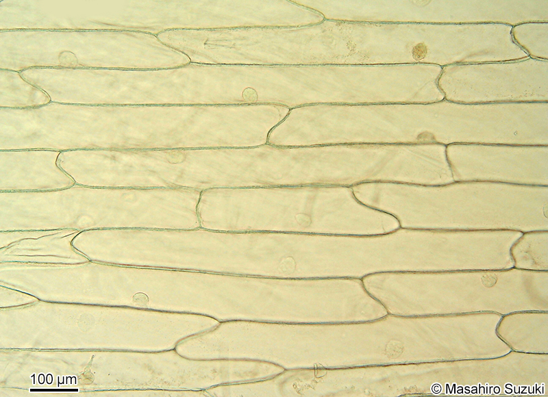 タマネギの表皮細胞