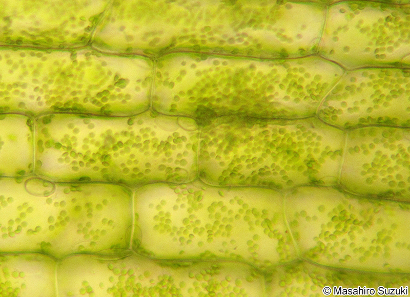 オオカナダモの葉の裏の細胞