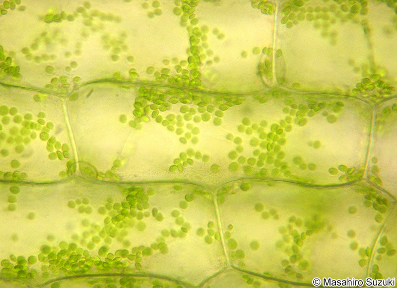 オオカナダモの葉の裏の細胞