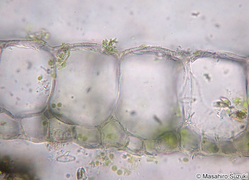 オオカナダモの葉の横断面