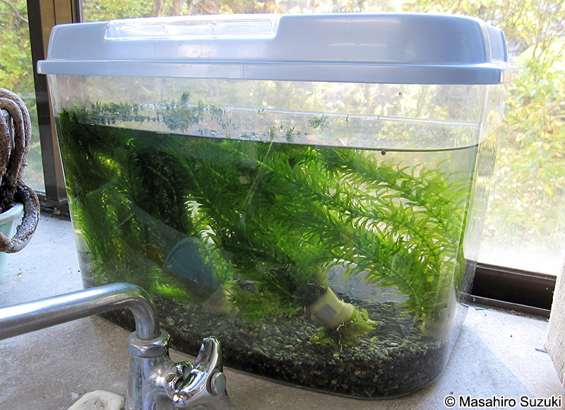 オオカナダモ Egeria densa