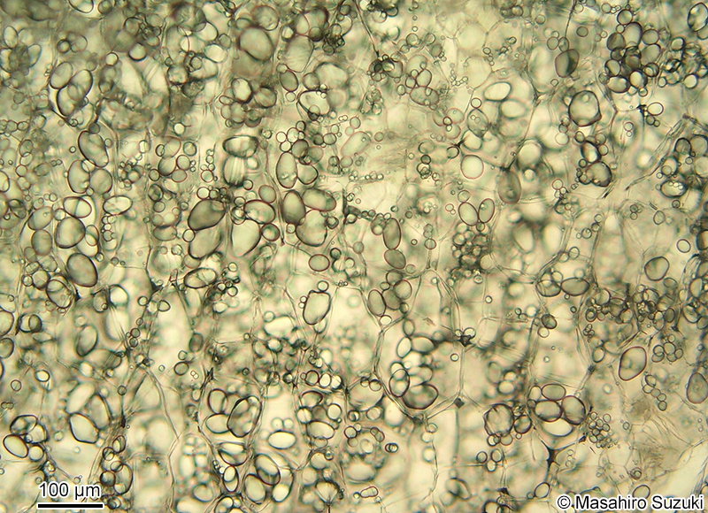 ジャガイモの貯蔵デンプン