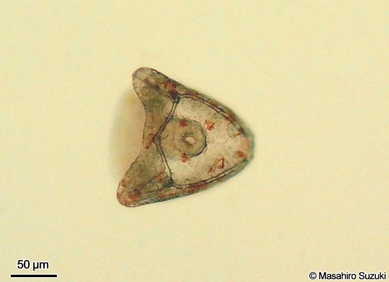 プルテウス幼生