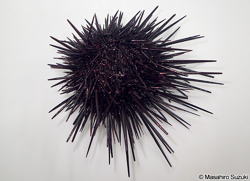 漁協から購入したムラサキウニ