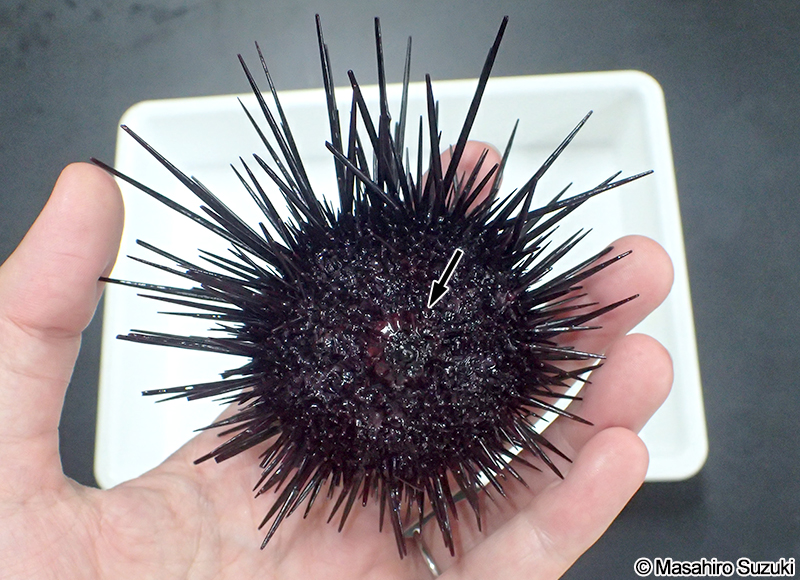 ムラサキウニの裏面と口（矢印）