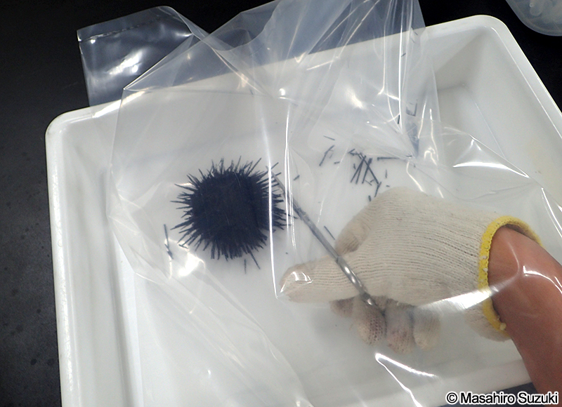 ウニの棘を切る