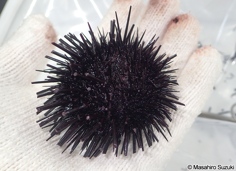 棘を切ったムラサキウニ