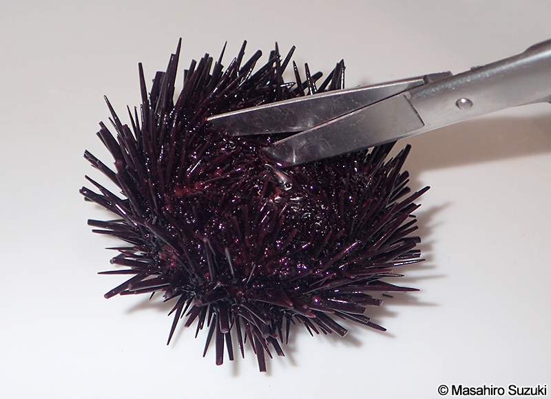 口器にハサミを入れる