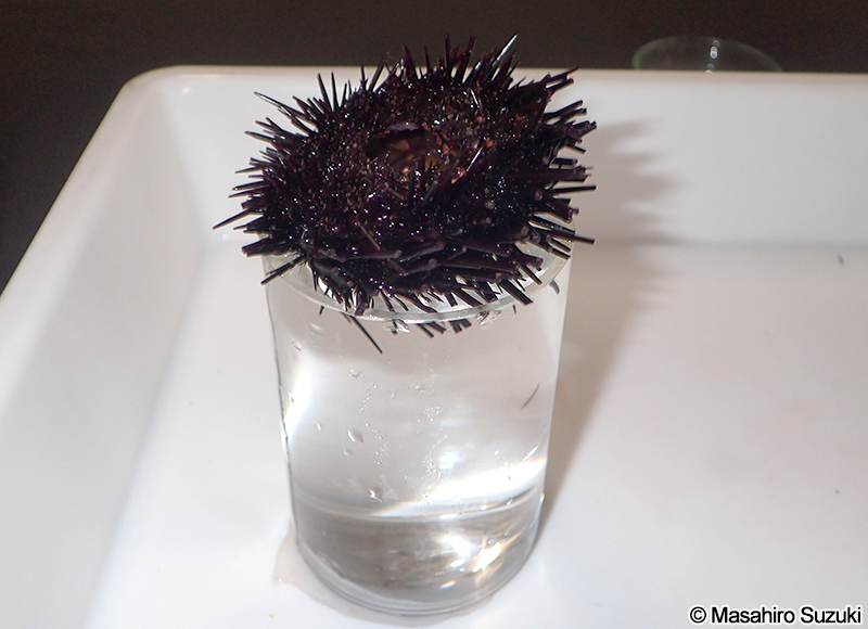 腰高シャーレに乗せる