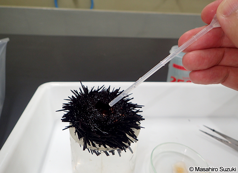 0.5M KClを数滴垂らす