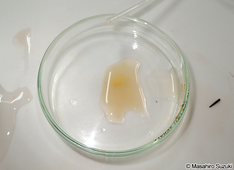 ペトリ皿に放精した精子