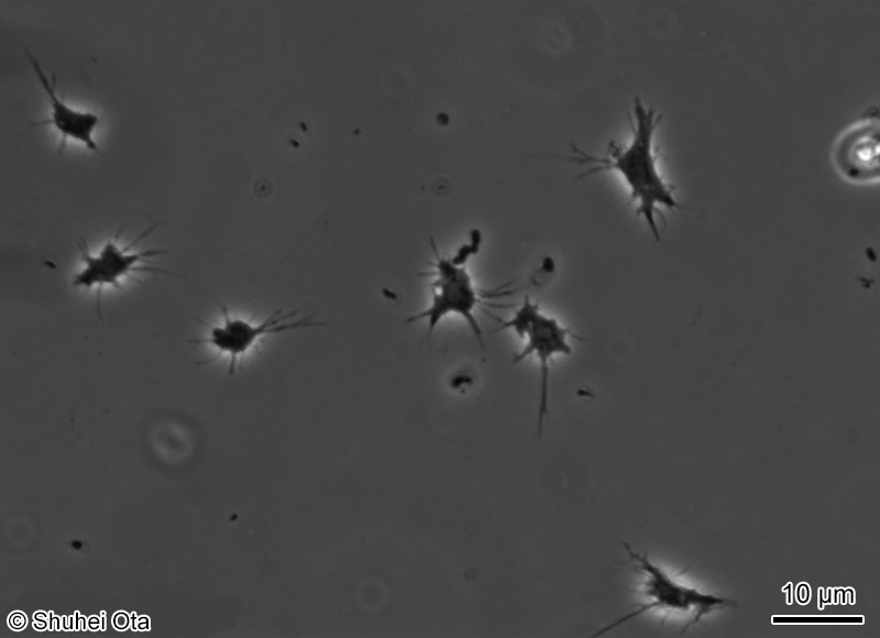 Rhizamoeba