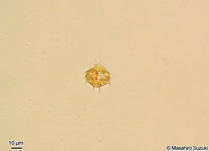 トゲススオビムシ Blixaea quinquecornis