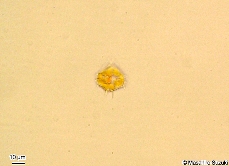 トゲススオビムシ Blixaea quinquecornis