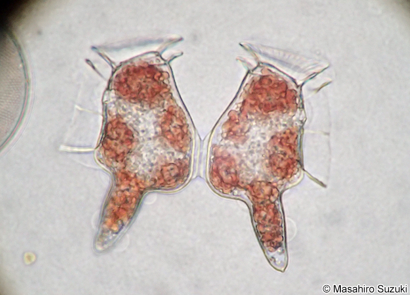 オナガカンムリムシ Dinophysis caudata