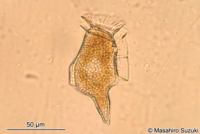 オナガカンムリムシ Dinophysis caudata