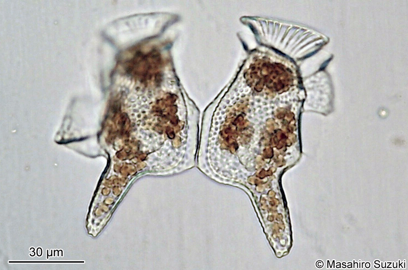 オナガカンムリムシ Dinophysis caudata