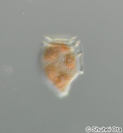 キタカンムリムシ Dinophysis norvegica