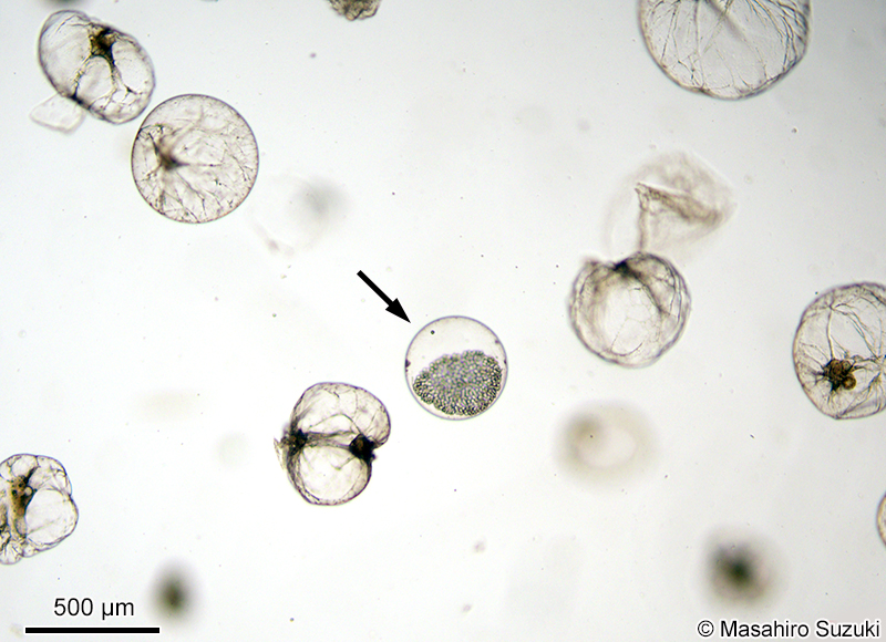 ヤコウチュウの配偶子母細胞