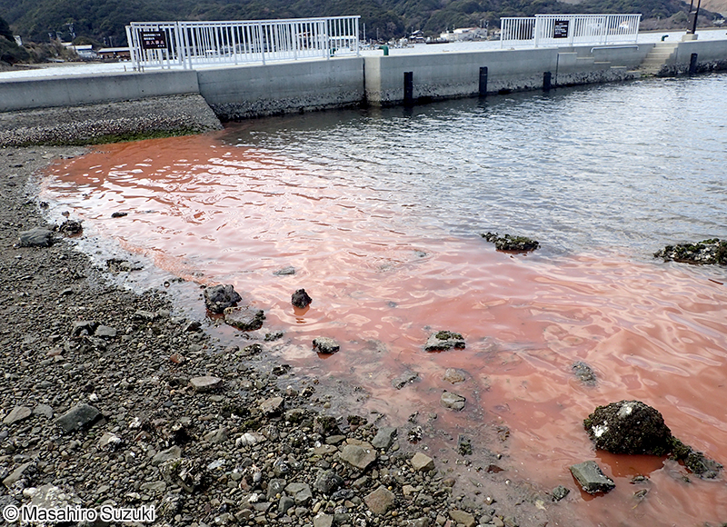 ヤコウチュウの赤潮