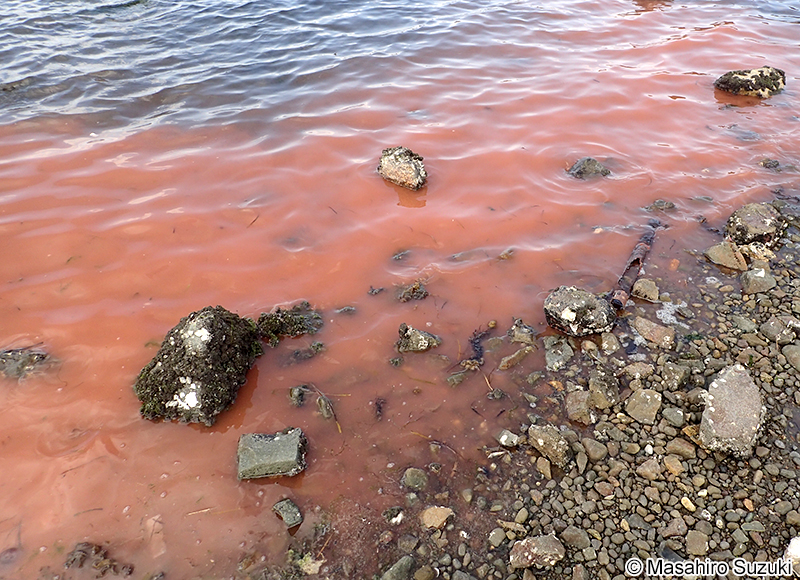 ヤコウチュウの赤潮
