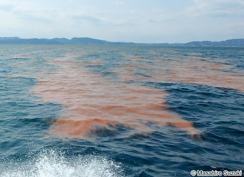 ヤコウチュウの赤潮