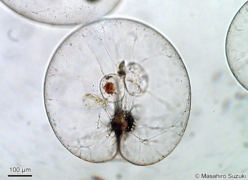 ヤコウチュウ Noctiluca scintillans