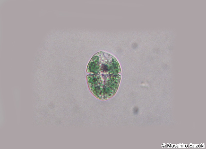 Nusuttodinium aeruginosum