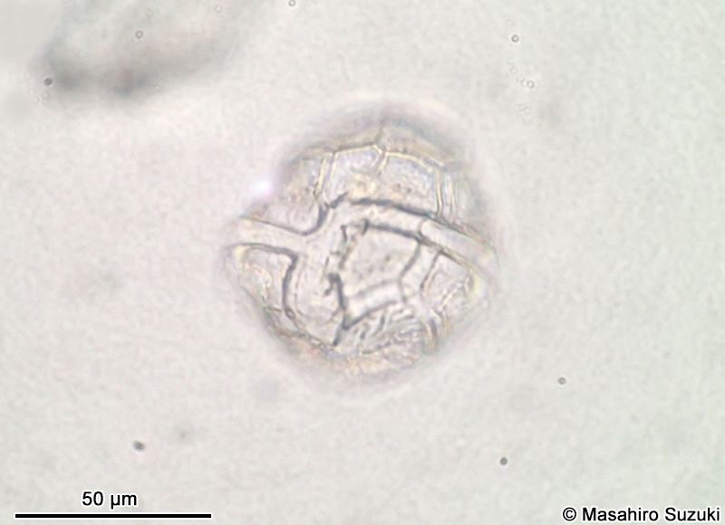 Peridinium sp.