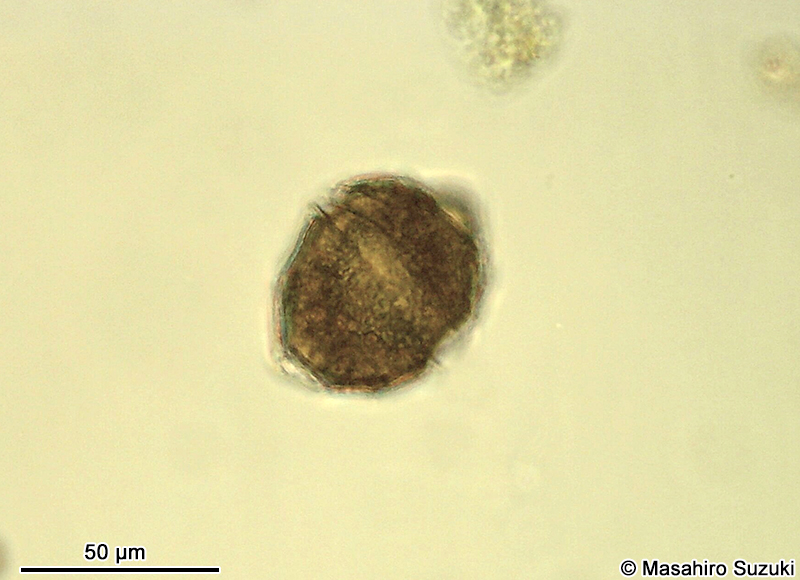 Peridinium sp.
