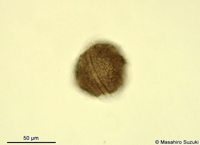 Peridinium sp.