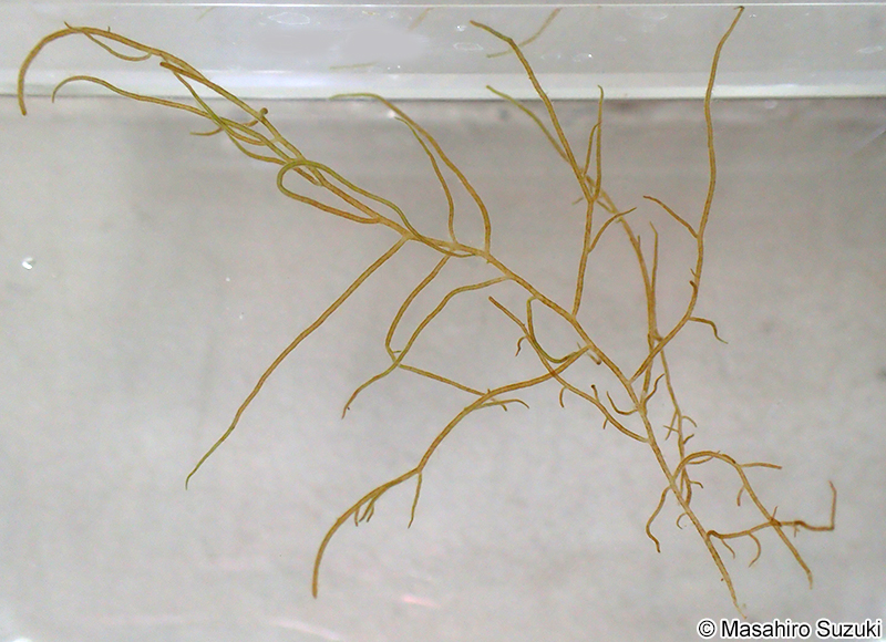 ニセモズク Acrothrix pacifica