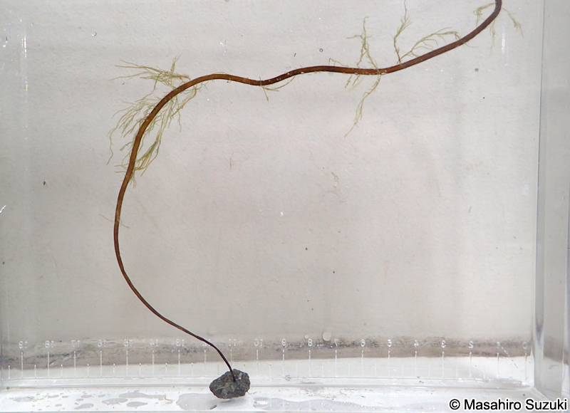 ニセモズク Acrothrix pacifica