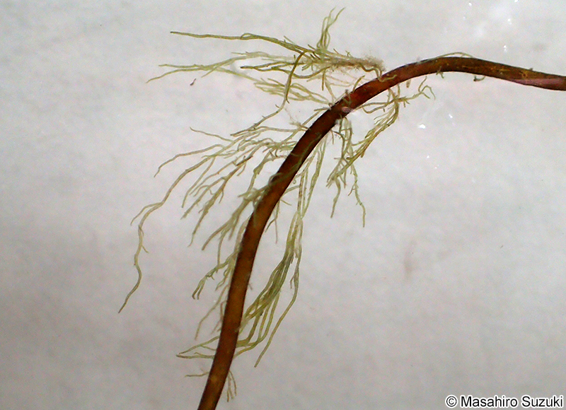 ニセモズク Acrothrix pacifica