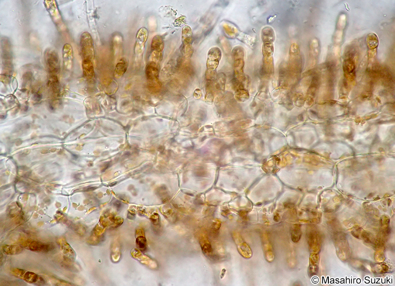 ニセモズク Acrothrix pacifica