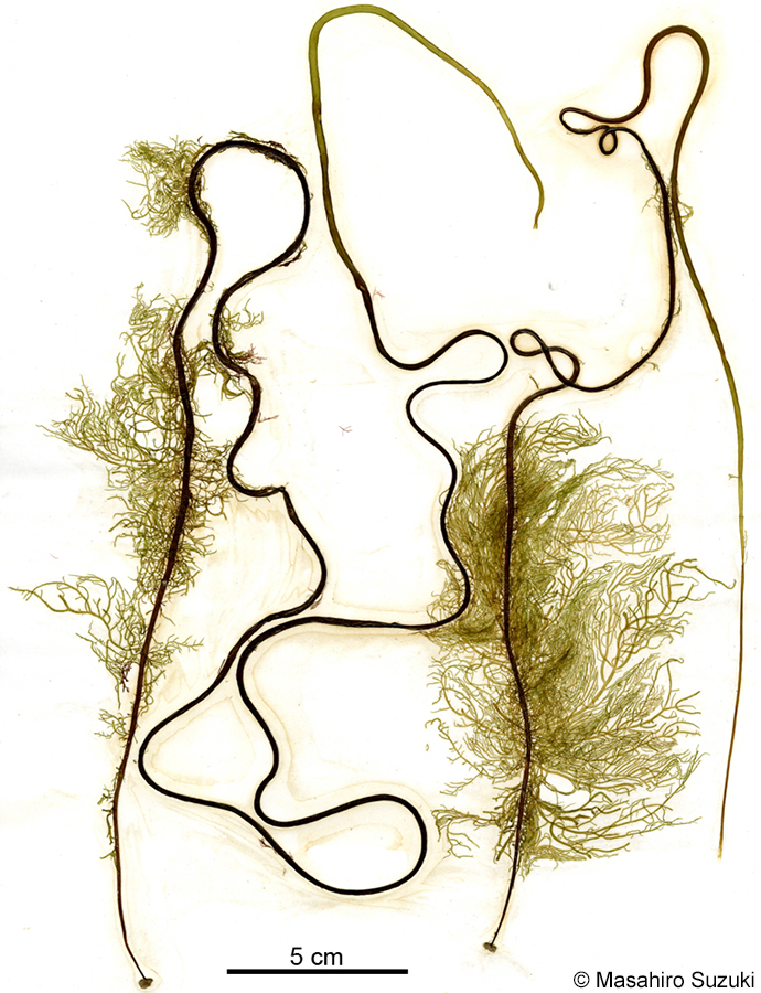 ニセモズク Acrothrix pacifica