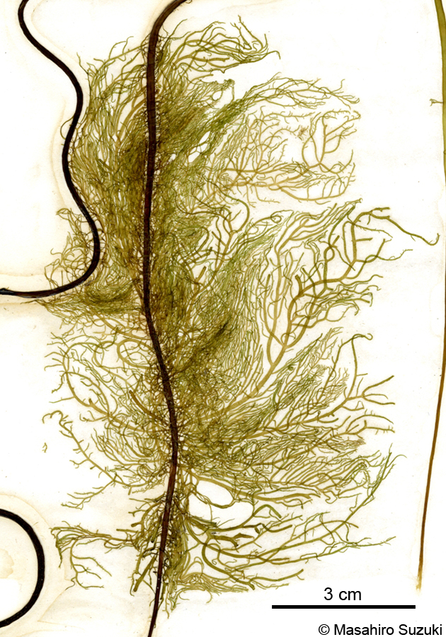ニセモズク Acrothrix pacifica