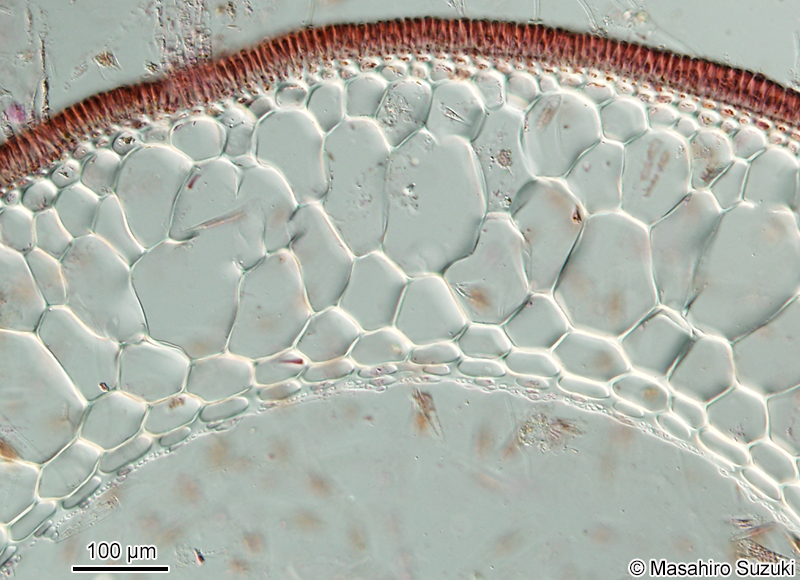 ツルモ Chorda asiatica