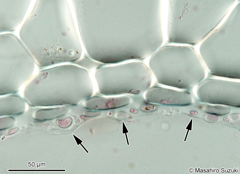 ツルモ Chorda asiatica