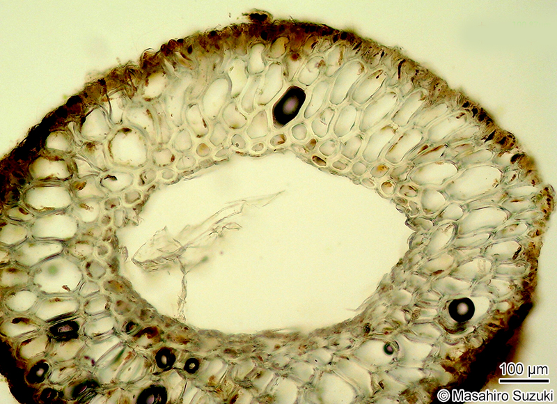 ツルモ Chorda asiatica