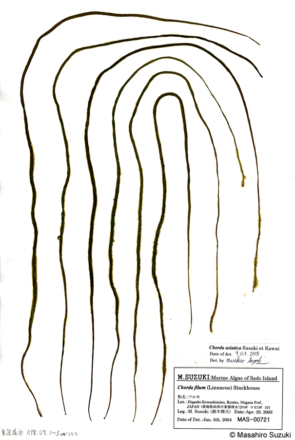 ツルモ Chorda asiatica