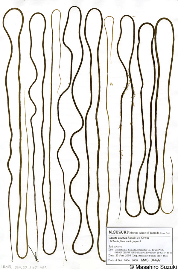 ツルモ Chorda asiatica