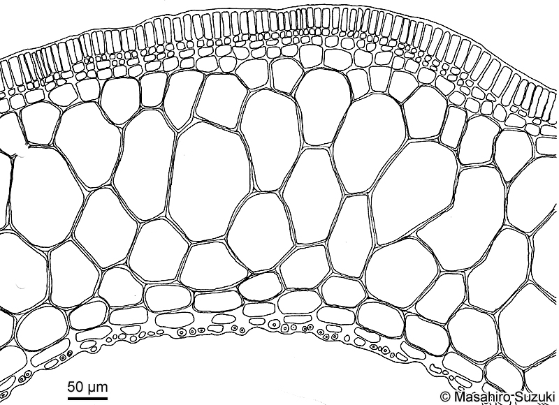 ツルモ Chorda asiatica