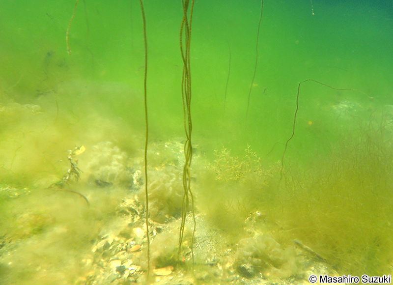 ツルモ Chorda asiatica