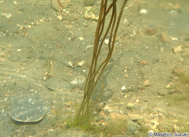 ツルモ Chorda asiatica